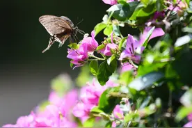 朗诵：请记得，你的世界我曾来过图片