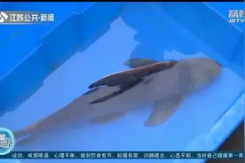 62厘米长的胭脂鱼被放回长江 售卖收购的两人“进去了”图片