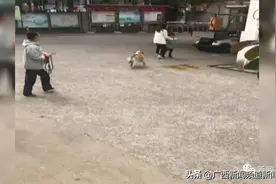 遛狗不牵绳，发情公狗疯狂扑倒小女孩，大人小孩都被咬伤图片