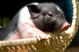 全国地理标志农产品目录系列之——广西壮族自治区（四）图片