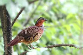 以前一竹竿打8个，不到半斤能卖100元，如今泛滥成灾却无人敢捕捉图片