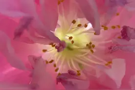 七首描写桃花的诗词，让你沉醉在春天里，全是经典,值得收藏!图片