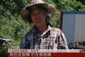 黑龙江女子与二十条蛇“同居”，十五年从没被咬过，蛇也有感情？图片