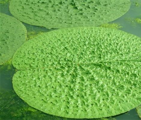 鑺″疄鏄竴绉嶄粈涔堟牱鐨勬鐗? onerror=