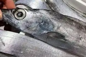 同样是带鱼，“钓带”和“网带”有何区别？弄懂再买不吃亏图片