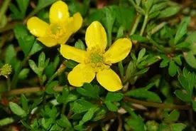 农村常见野草，能散结解毒，还能抗肿瘤，你见过吗？图片