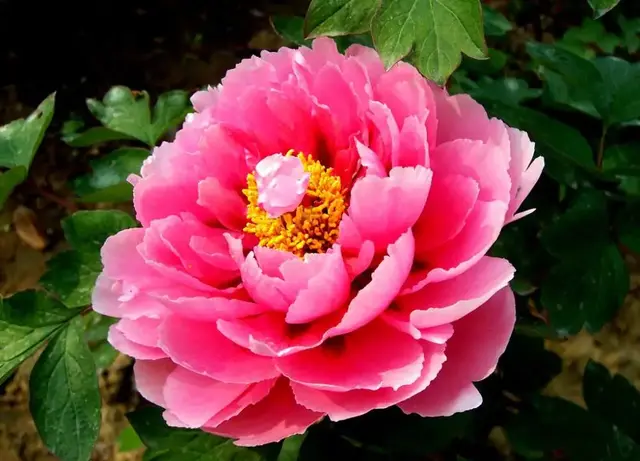 50种花卉配50首古诗，花有清香，诗有音韵，让人陶醉