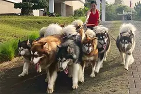 宠物狗有这5种行为，说明在悄悄保护铲屎官，恭喜你没白养图片