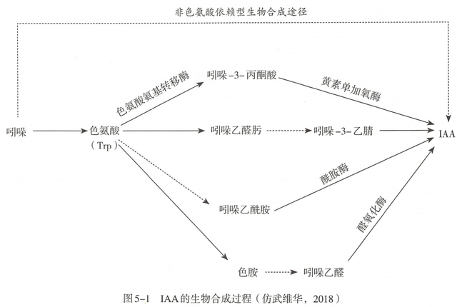 吲哚乙酸的合成与代谢