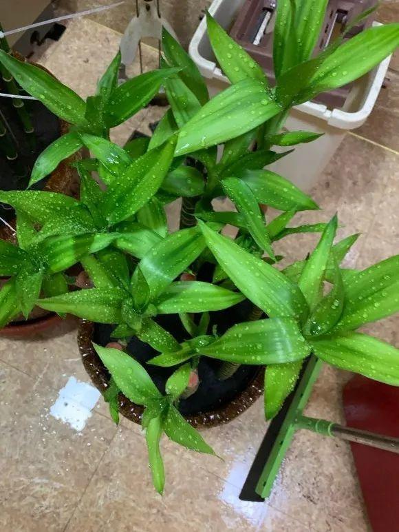 富贵竹这样养，四季绿油油，长到2米高，开花“又仙又香”