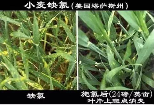 銆屽啘鍖栫鏅€嶆鐗╃己绱犲師鍥犲強 妞嶇墿缂虹礌鐥囩姸瀵圭収琛? onerror=