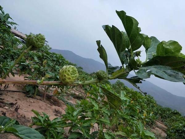 海南农业领军企业---东方嘉品源农业科技开发有限公司