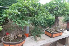 养桂花，叶子发黄长不旺，用上“2种肥”，长得枝叶繁茂图片