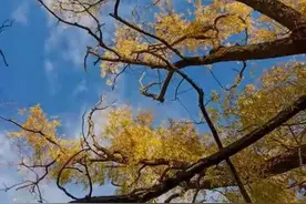 一瓶可乐怎么拍出广告大片？来看看你拍对了么图片