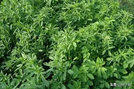 东北耐寒牧草，耐寒-40度，“牧草之王”紫花苜蓿，收割加工流程图片
