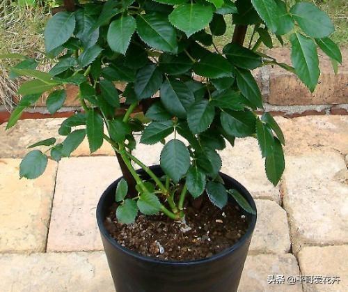 想要月季枝叶茂、开花艳，盆里用上“2种料”，效果非常好