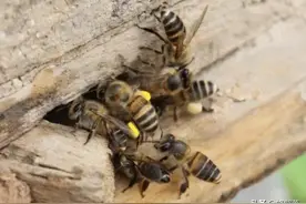 50元1斤没人要，土蜂蜜陷入绝境了？再这样下去中华蜂未来堪忧图片