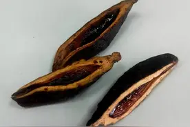 嚼槟榔上瘾后，要戒真的好难图片