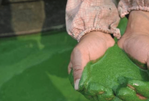 微生物的协作共享，一般人不懂，渔民养殖户们你们懂吗？