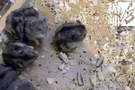 谁来管一管！上海的商场里居然出现过国家保护动物？太乱了图片