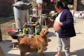 女孩即将生产，当她露出大肚子面对金毛后，金毛的行为太温馨了图片