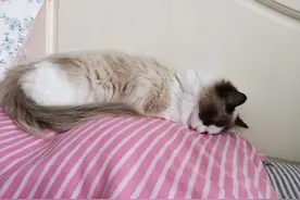 猫猫便秘终于找到原因了图片