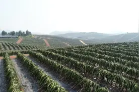 从品种细说，南宁火龙果为何如此甜蜜好吃！图片