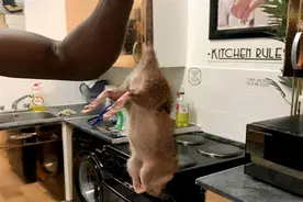 巨型老鼠再次涌上英国街头，大小与兔子无异，对鼠药完全免疫图片