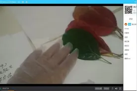 根深数尺育香樟，树叶书签蕴希望图片