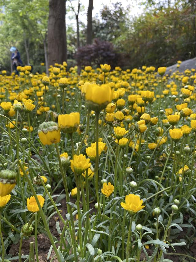 公园花花草草提现春意盎然生涯无处不出色