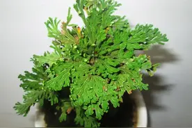 长寿顽强的绿植盆景石柏还阳草，卷柏这么养护，枝叶葱翠茂密舒展图片