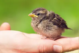 我捡到一只没长毛的小麻雀，每天喂它细面条，麻雀会飞了常落在我的手心里图片