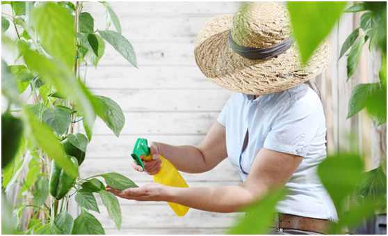 氨基酸复合肥，家庭植物肥料不常见，但是作用很大！