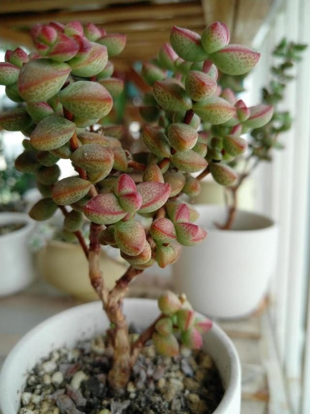 多肉植物半球乙女-措必培