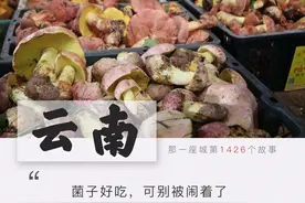 拿生命吃菌子，大云南又又又又上热搜了图片