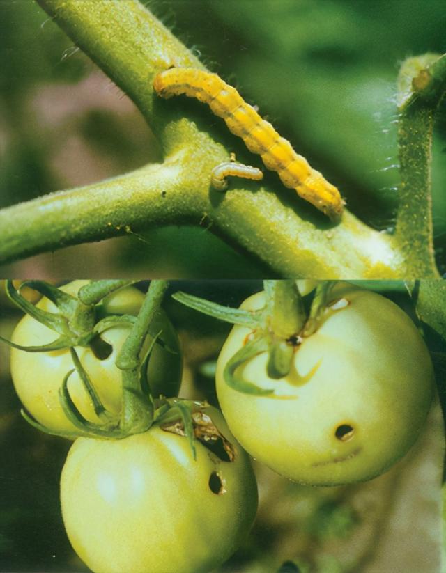 怎样有效防治这些病虫害?_农业技术网