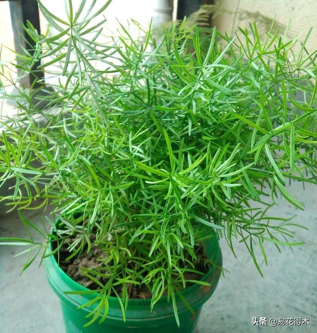 武竹又叫狐尾天门冬，观花观叶观果，和文竹观赏价值不相上下