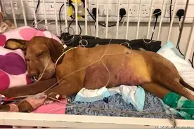 狗狗偷吃了一口蛋糕，抢救8天花了9万！最终仍肝衰竭死亡？图片