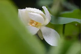 陌上花开，不染秋凉，谁以余生为落笔，谁以流年为素笺图片