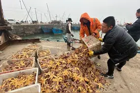 胶州湾海星泛滥日捞万斤，狂吃贝类却无天敌，只能用“绝户网”？图片