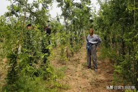 4年前栽植70亩皂角树，投30万元没见1分钱，如今骑虎难下犯了难图片