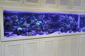 家庭养鱼原来有这么多好处，怪不得那么多人在养图片