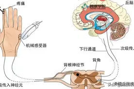 牵涉痛，反射痛，放射痛的区别图片