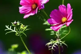 乡村教师们，你们收到这两笔钱了吗？乡村教师津贴和生活补助图片