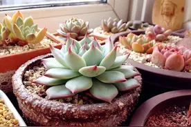 多肉植物如何浇水？养多肉需要注意的几个点，分享给你图片