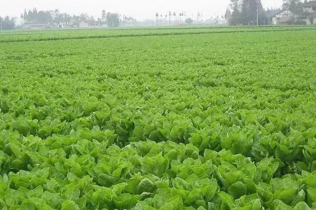 60个经典农药配方 ，让你提高防效、减少用药量、降低人工成本