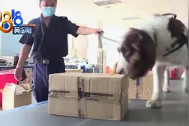 海关工作犬立大功！50只活的“招财蛙”混在玩具里被闻了出来图片