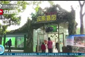 常州淹城动物园成功繁育12只小熊猫 已正式亮相和游客见面图片