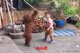 院子里传来儿子的嚎叫声，跑过去一看却笑了：你跟它都能打起来？图片