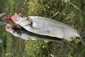 米级翘嘴不会钓？了解习性，掌握3种饵料用法及钓法，看完即会图片